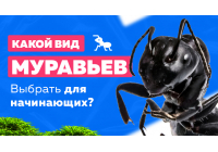 Какой вид муравьев подойдет для новичков? Какой вид муравьев подойдет для новичков?