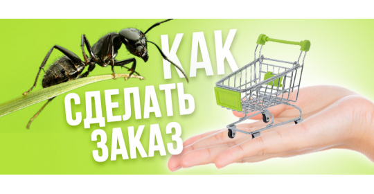 Как сделать заказ в интернет-магазине "Мистер Ант"