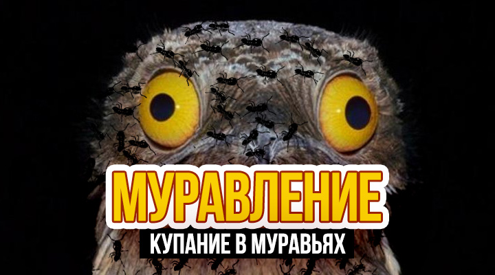 Муравьиные ванны – гигиена прежде всего
